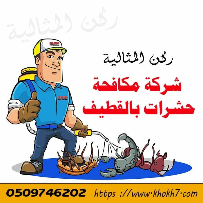 شركة مكافحة حشرات بالقطيف