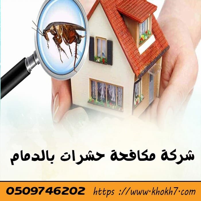 شركة مكافحة حشرات بالدمام