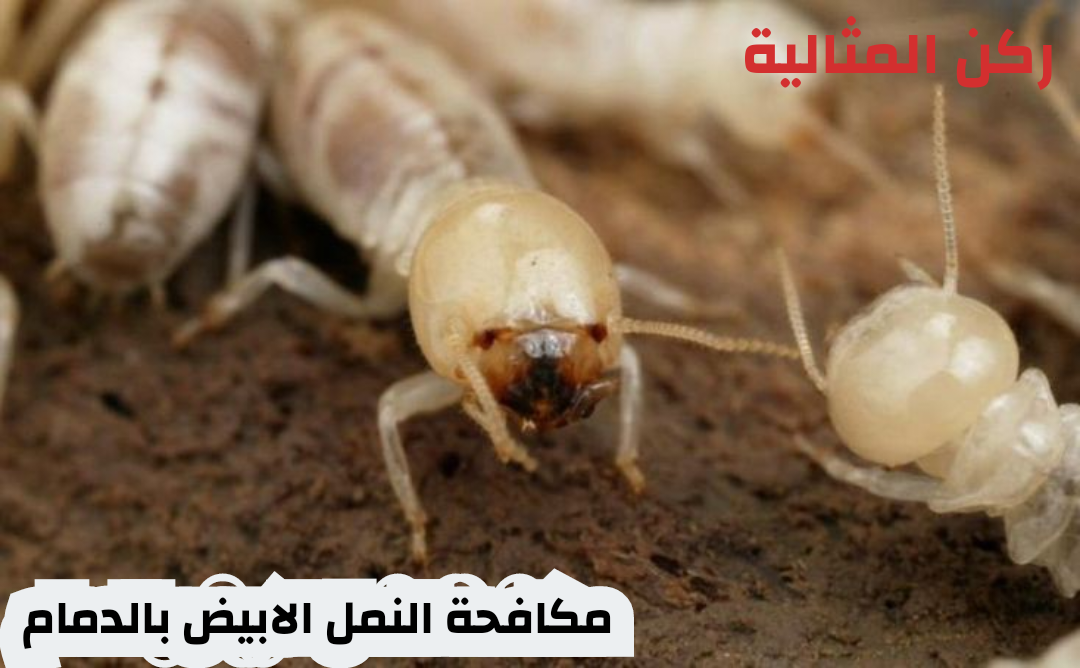 مكافحة النمل الابيض بالدمام 